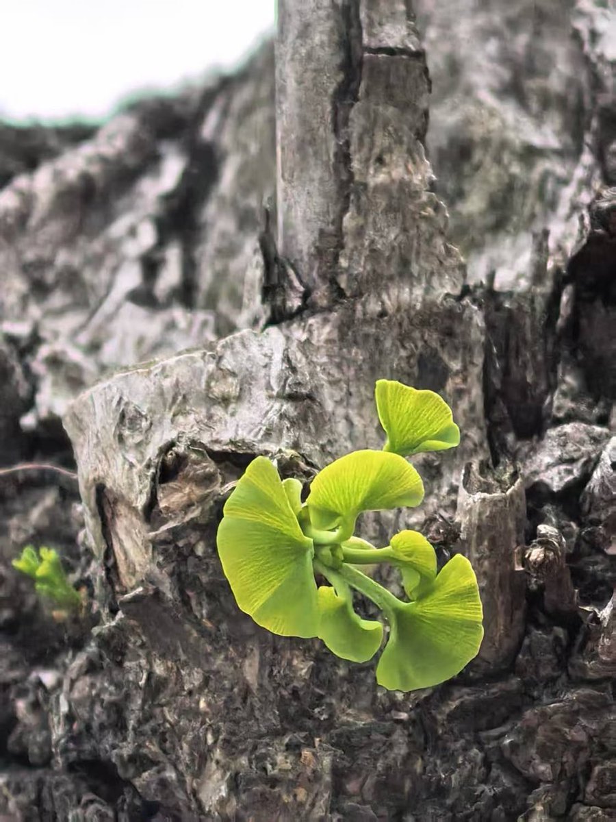 围绕这种植物制作一份信息图，聚焦于有趣的信息。 #AIart️️️️️️️️️️️️️️️️️️️️️️️️️️️️️️️️️️️️️️️️️️️️️️️️️️️ #LearnDaily #a...