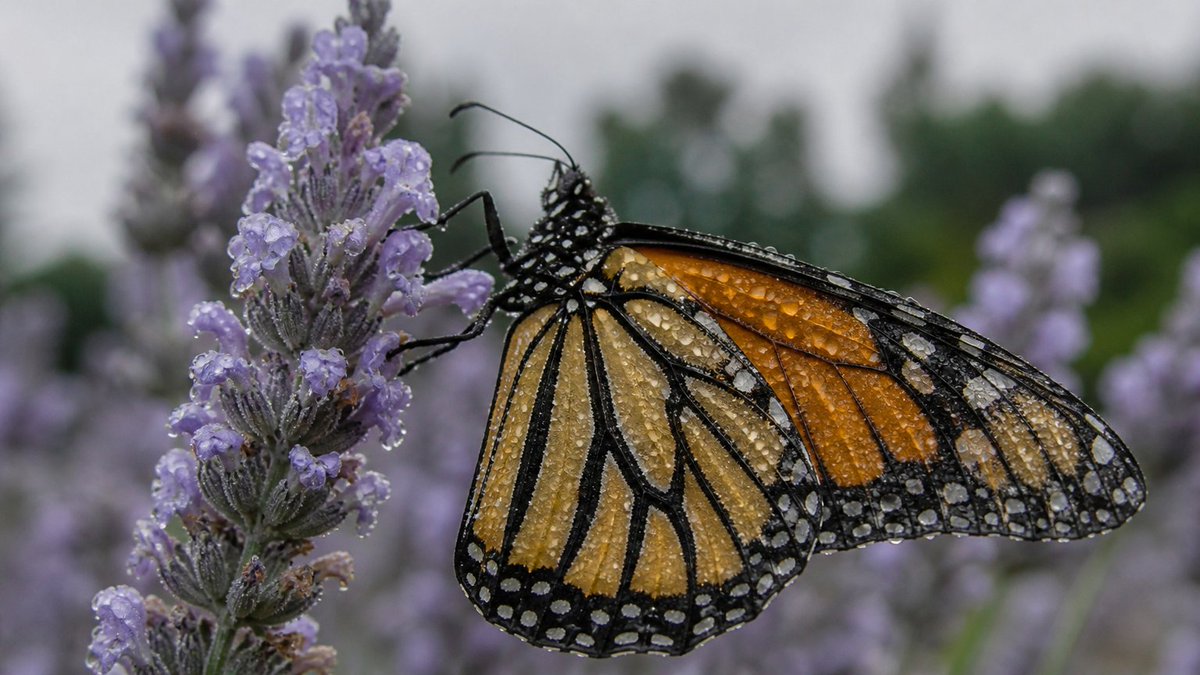 GPT Image 2 提示词，第一张为基础图，其余为其变体 P1：A monarch butterfly, wings dusted with...